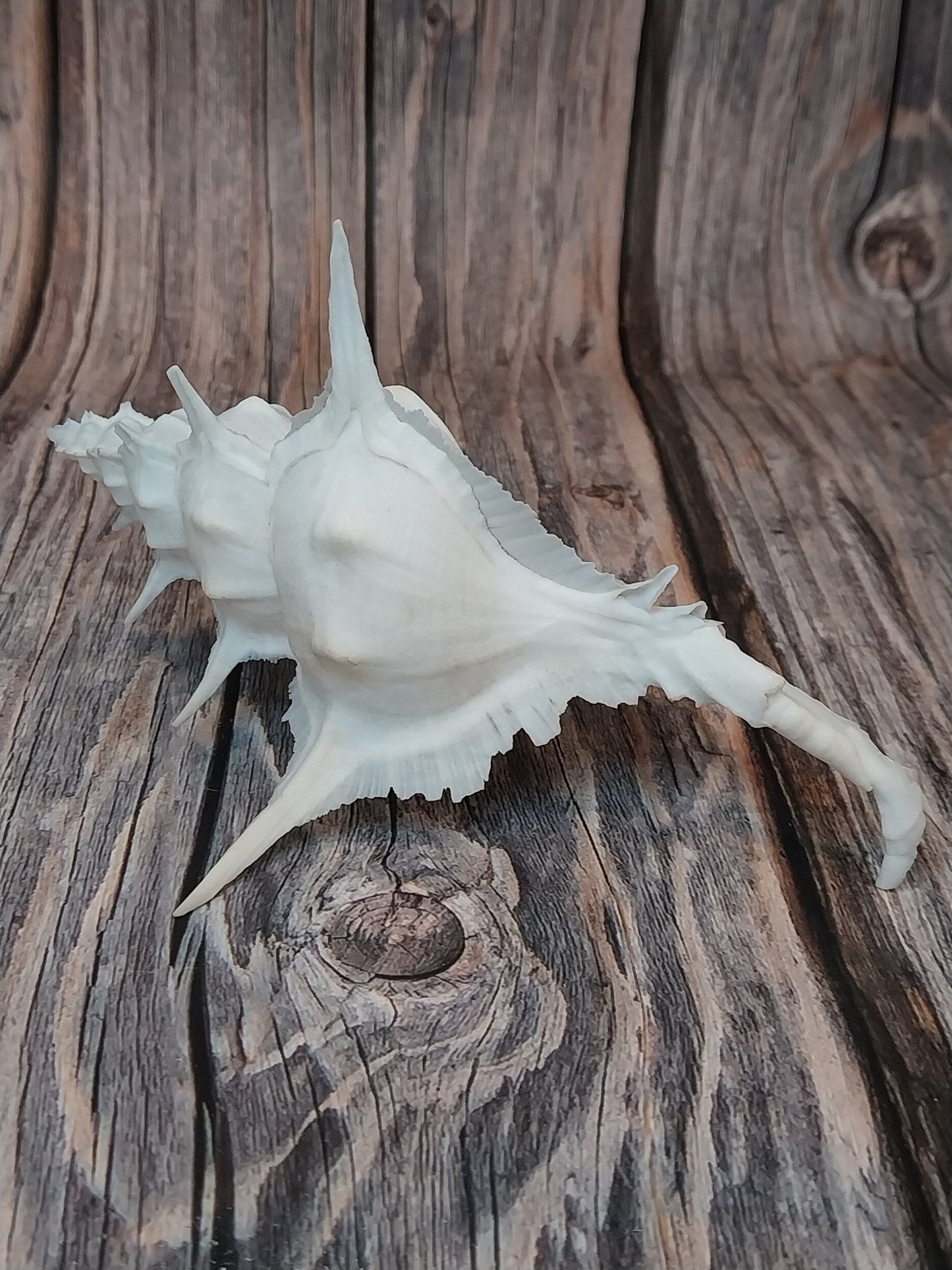 Alabaster Murex Shell with Operculum 5.5" | White Spiked Coastal Display Shell