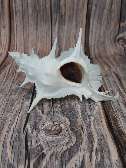 Alabaster Murex Shell with Operculum 5.5" | White Spiked Coastal Display Shell