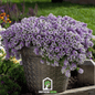 Royal Carpet Alyssum – 100 Seeds