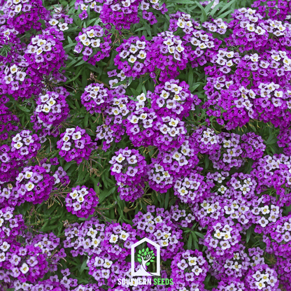 Royal Carpet Alyssum – 100 Seeds