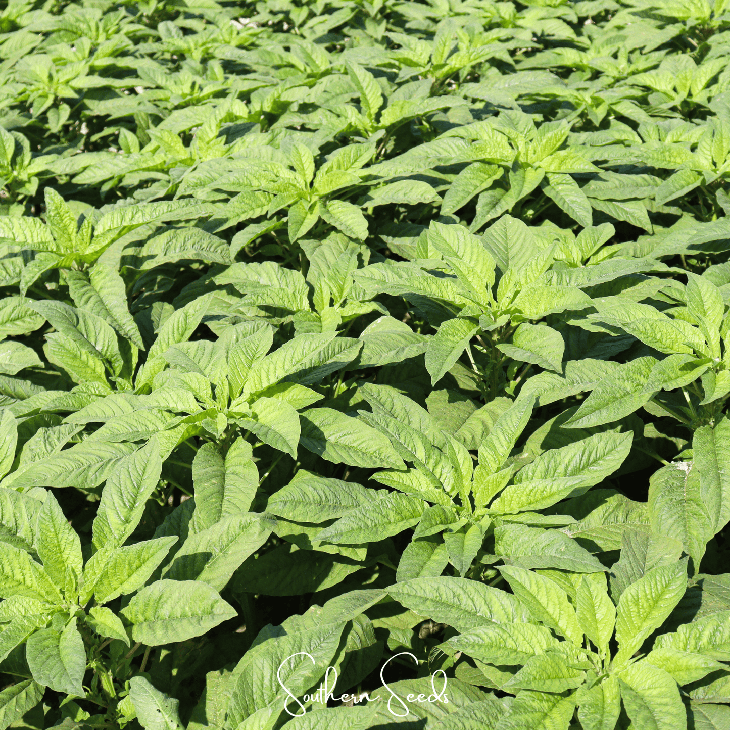 Green Callaloo Amaranth – 250 Seeds