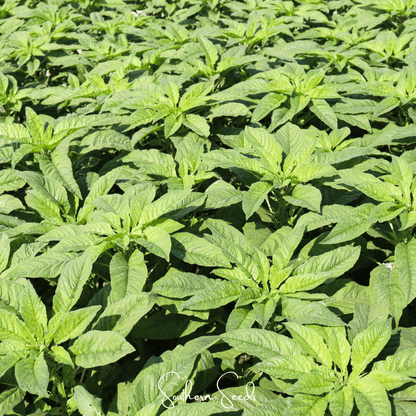 Green Callaloo Amaranth – 250 Seeds