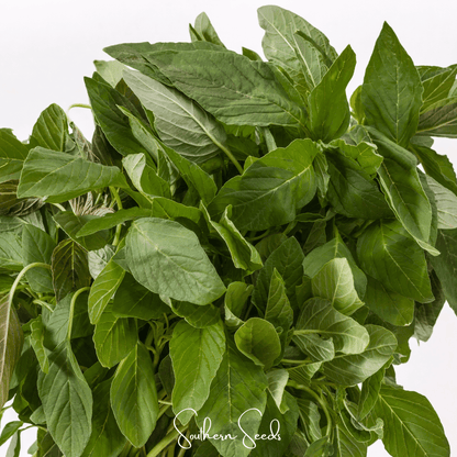 Green Callaloo Amaranth – 250 Seeds