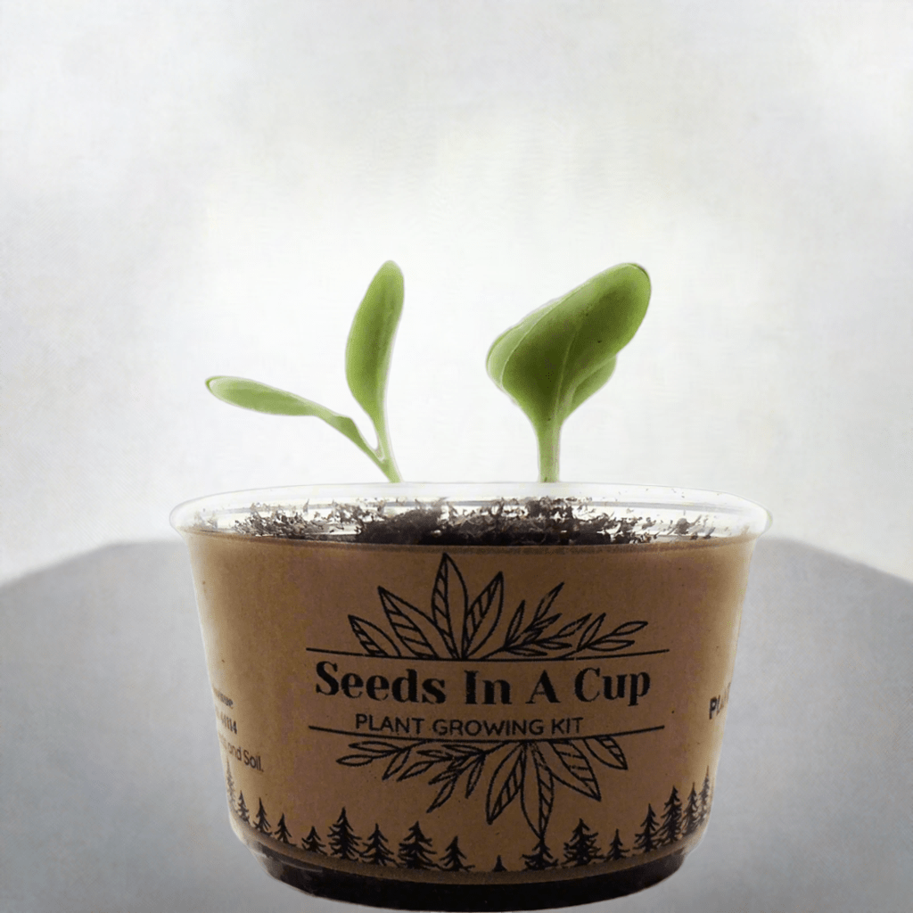 American Ash | Tree Grow Kit  |  Seeds In A Cup®