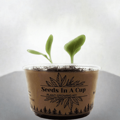 American Ash | Tree Grow Kit  |  Seeds In A Cup®
