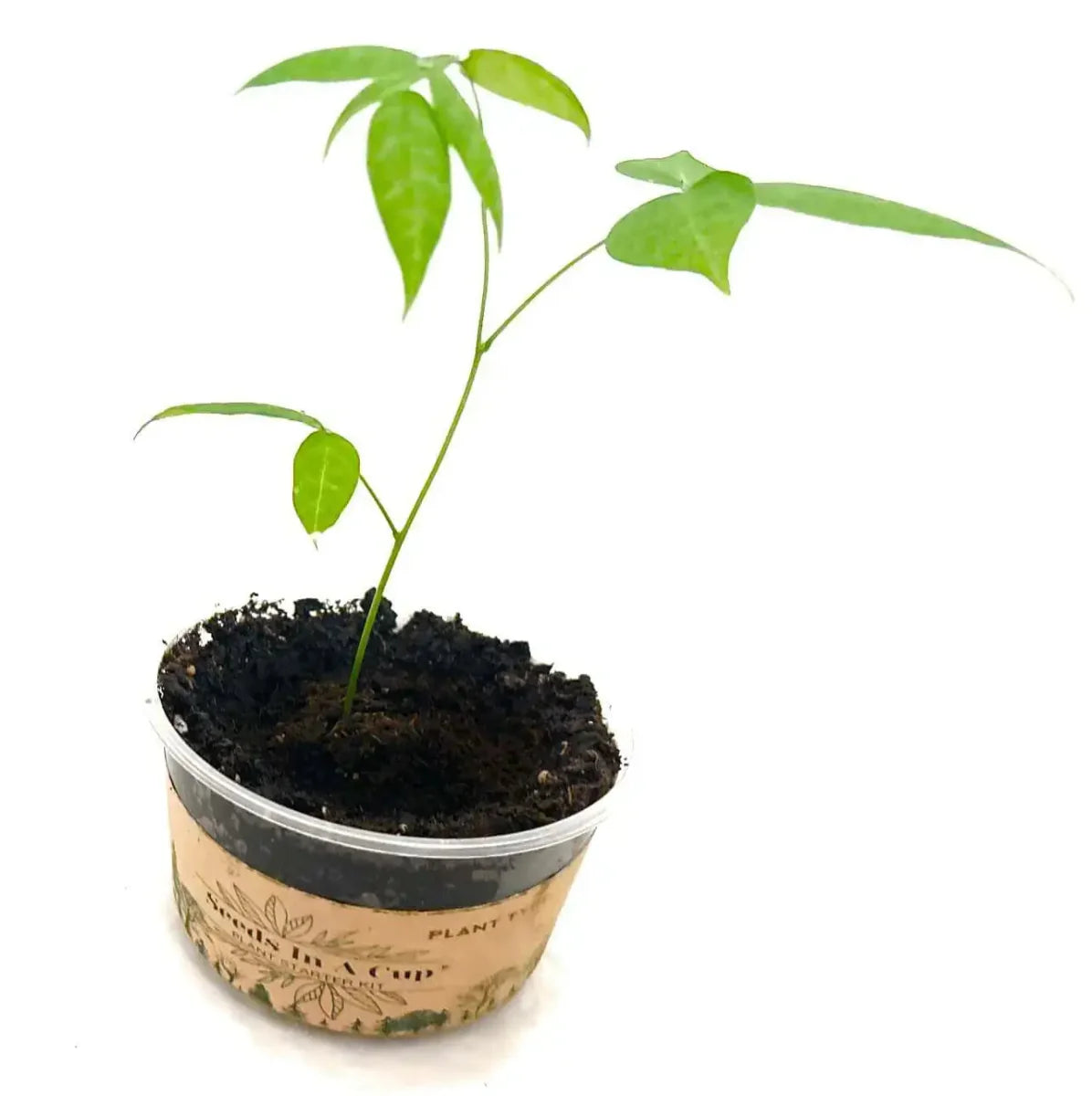 American Ash | Tree Grow Kit  |  Seeds In A Cup®