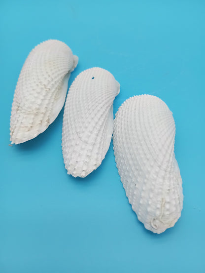Set of 3 Angel Wing Shells – 3.5" to 4.5
