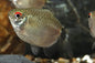 Balloon Red Eye Tetra PACK OF 6