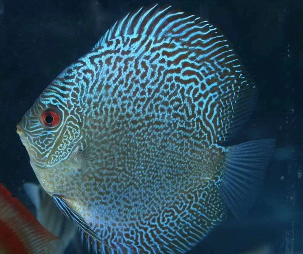 Snakeskin discus