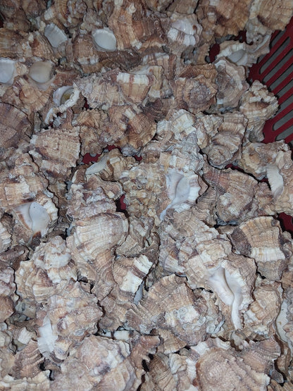 Apple Murex Shell Phyllonotus pomum