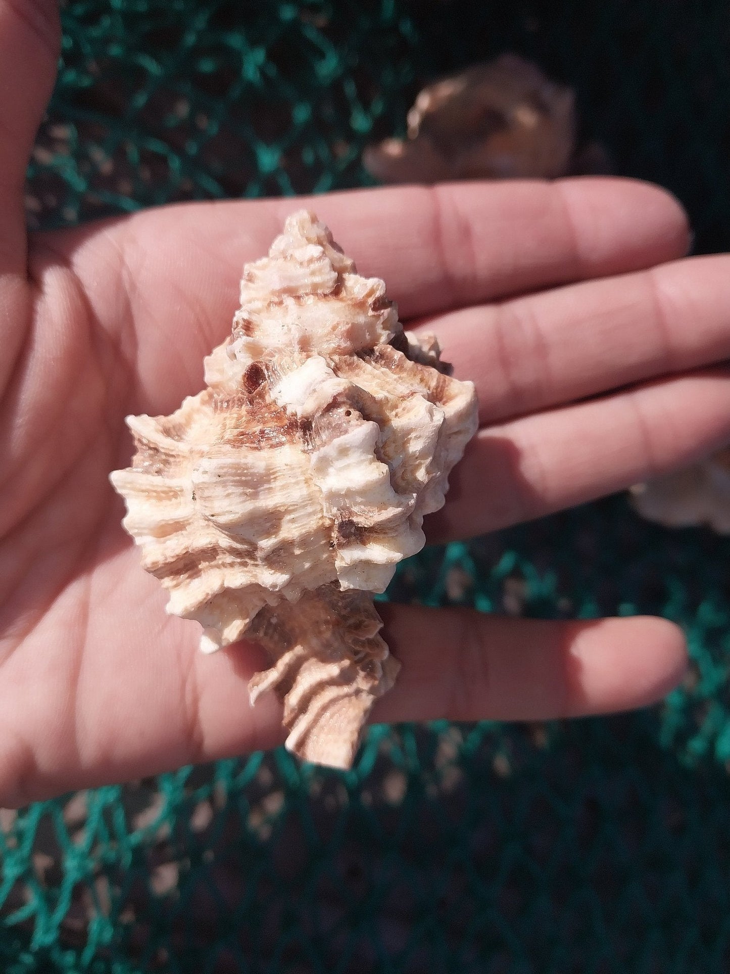 Apple Murex Shell Phyllonotus pomum