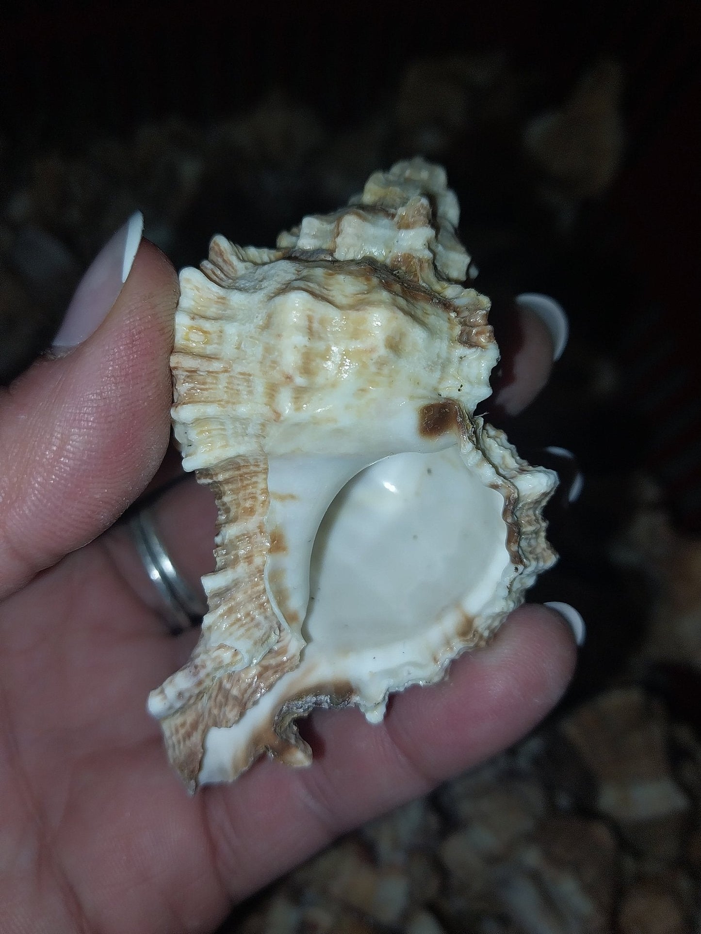 Apple Murex Shell Phyllonotus pomum