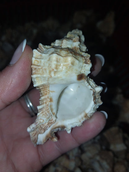 Apple Murex Shell Phyllonotus pomum