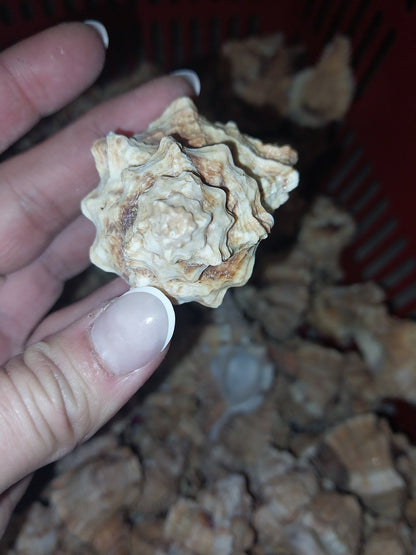 Apple Murex Shell Phyllonotus pomum