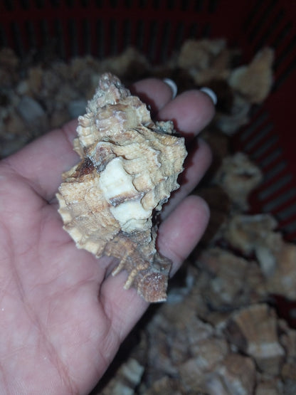 Apple Murex Shell Phyllonotus pomum