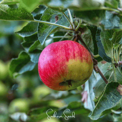 Paradise Apple Tree – 25 Seeds