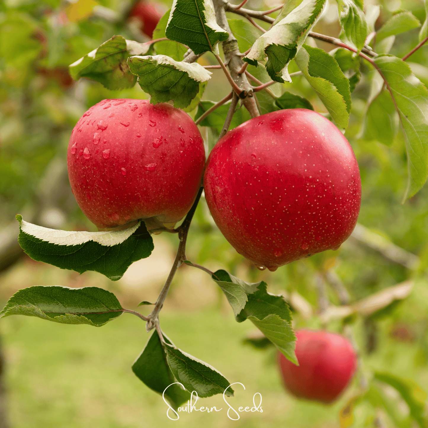 Paradise Apple Tree – 25 Seeds