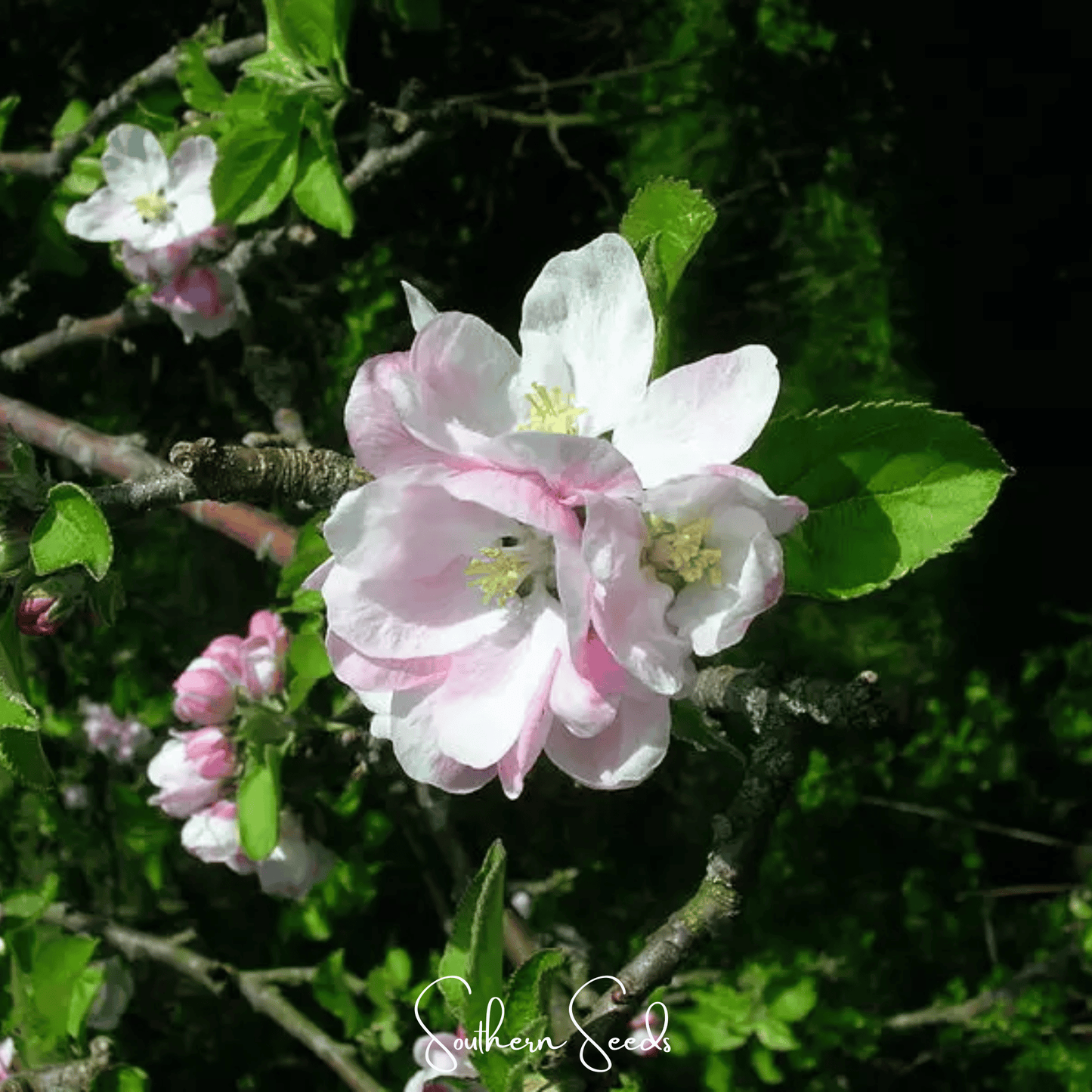 Paradise Apple Tree – 25 Seeds
