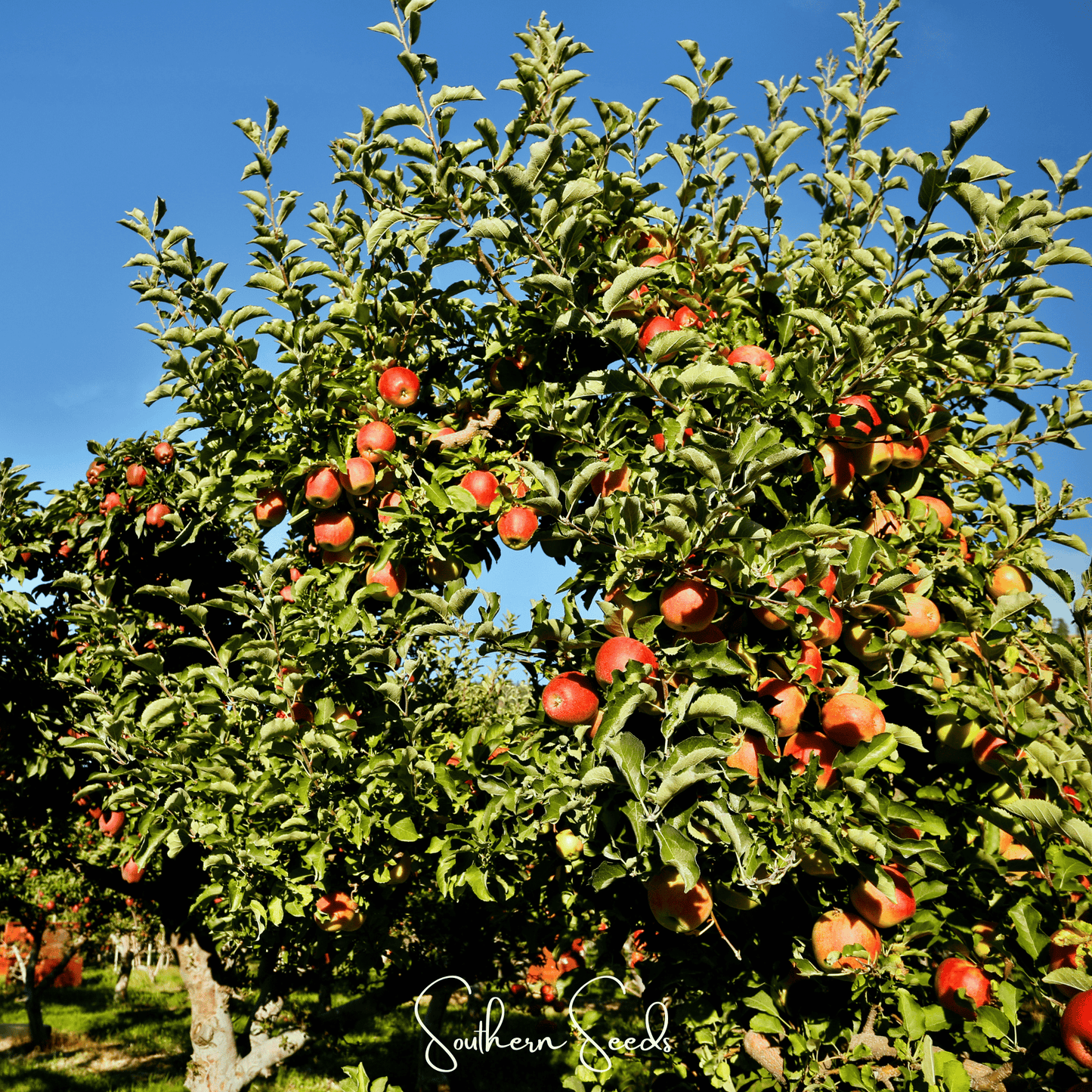 Paradise Apple Tree – 25 Seeds