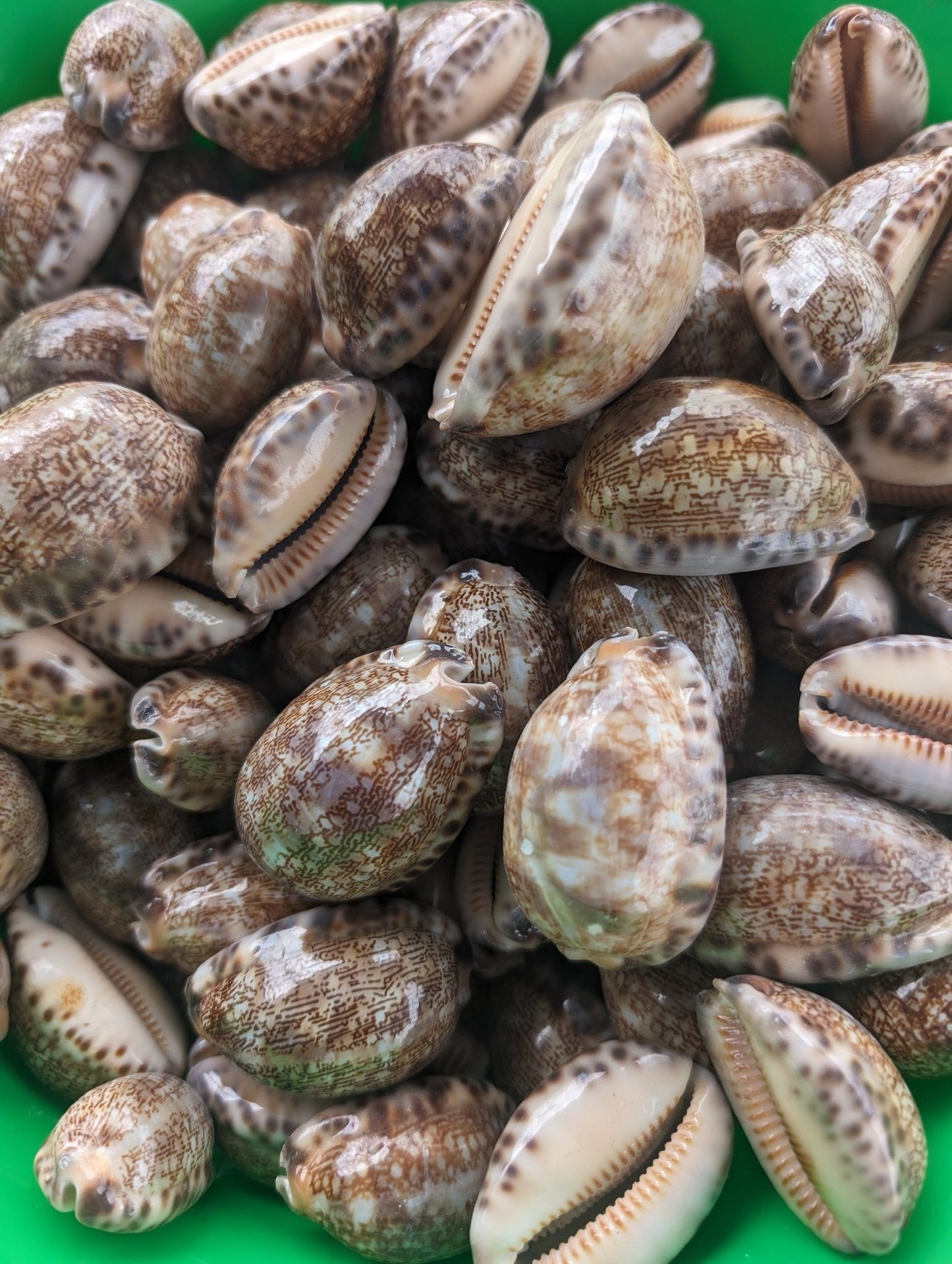 Arabian Cowrie Seashell Cypraea Arabica