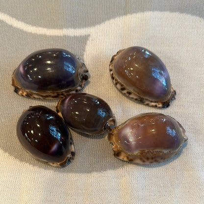 Arabian Cowrie Shell- Purple Top