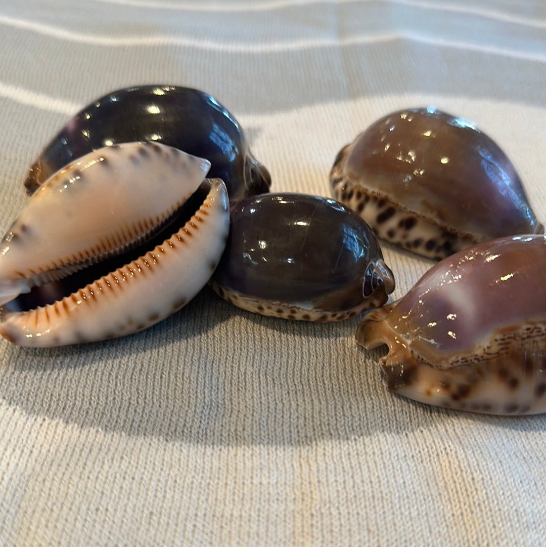 Arabian Cowrie Shell- Purple Top