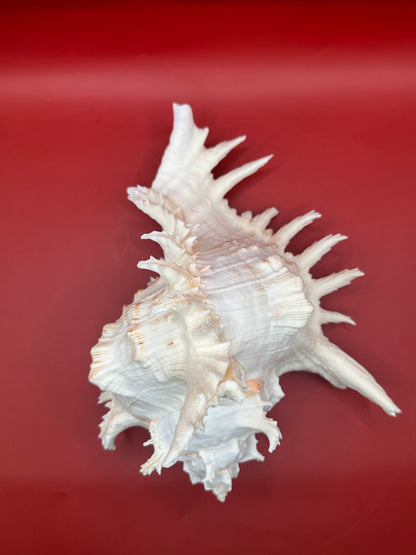 Large Murex Ramosus Display Shell - Chicoreus ramosus Pink & White Coastal Decor 9.5"