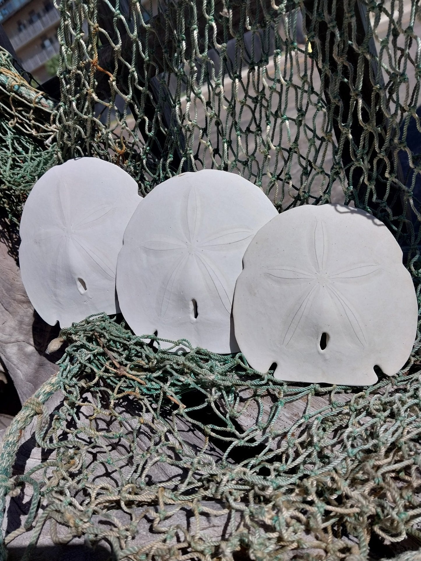 Arrowhead Sand Dollar- Four Sizes