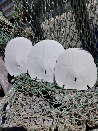 Arrowhead Sand Dollar- Four Sizes