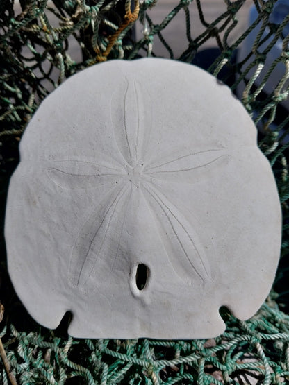 Arrowhead Sand Dollar- Four Sizes