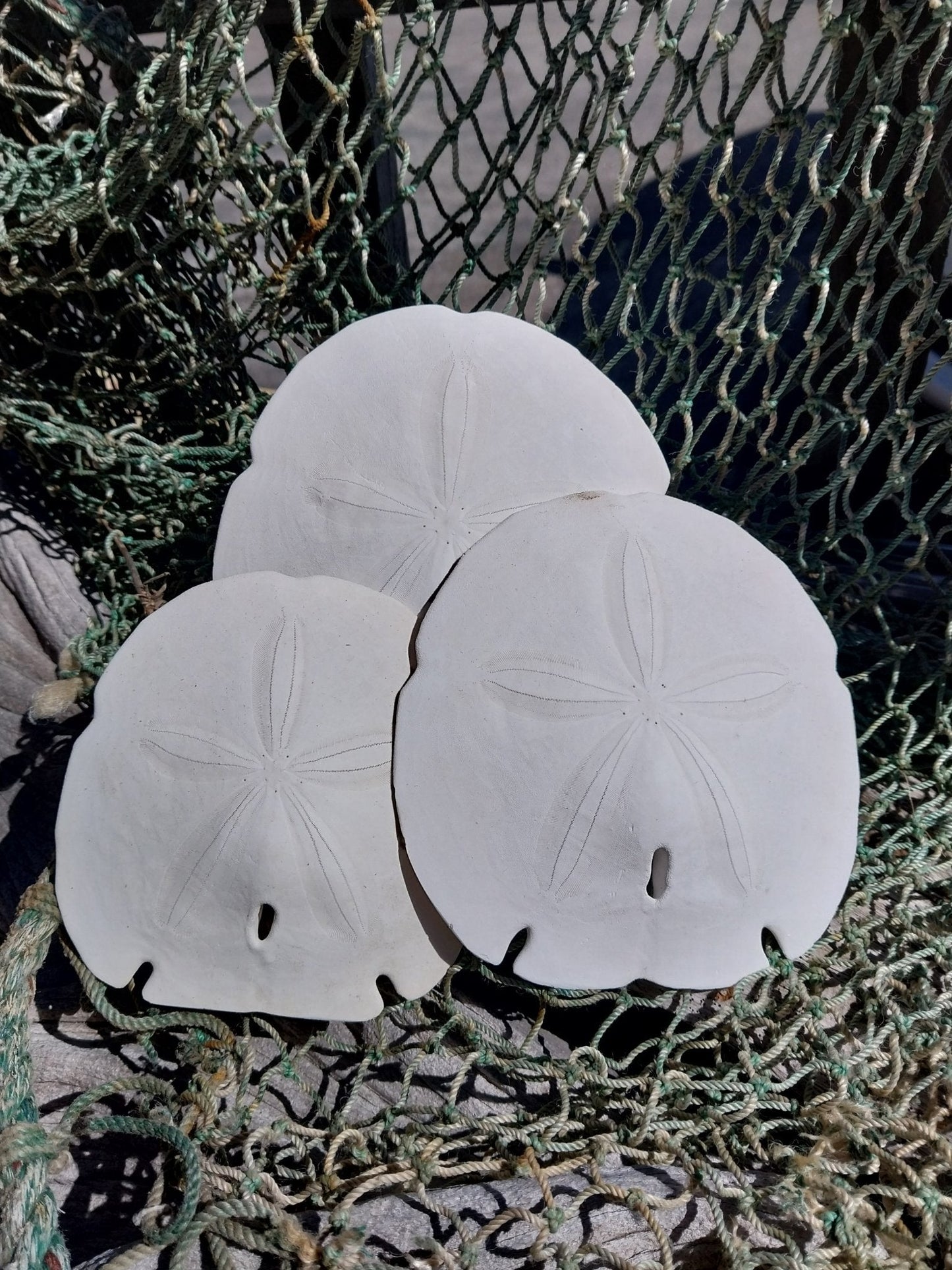 Arrowhead Sand Dollar- Four Sizes