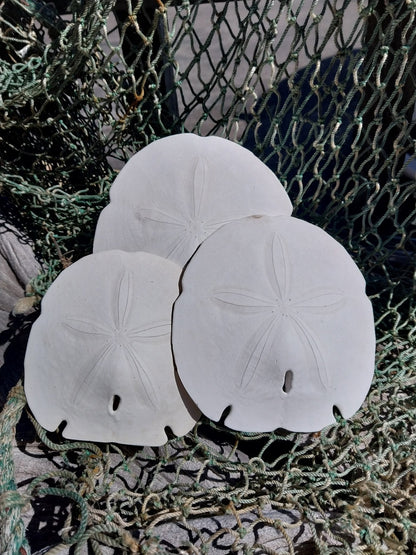 Arrowhead Sand Dollar- Four Sizes