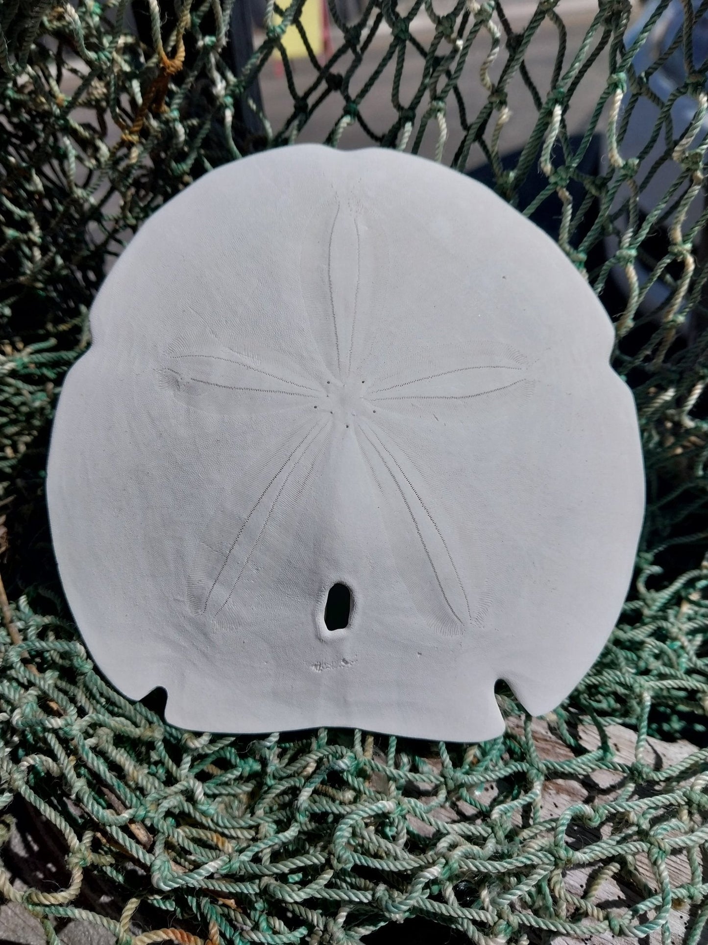 Arrowhead Sand Dollar- Four Sizes