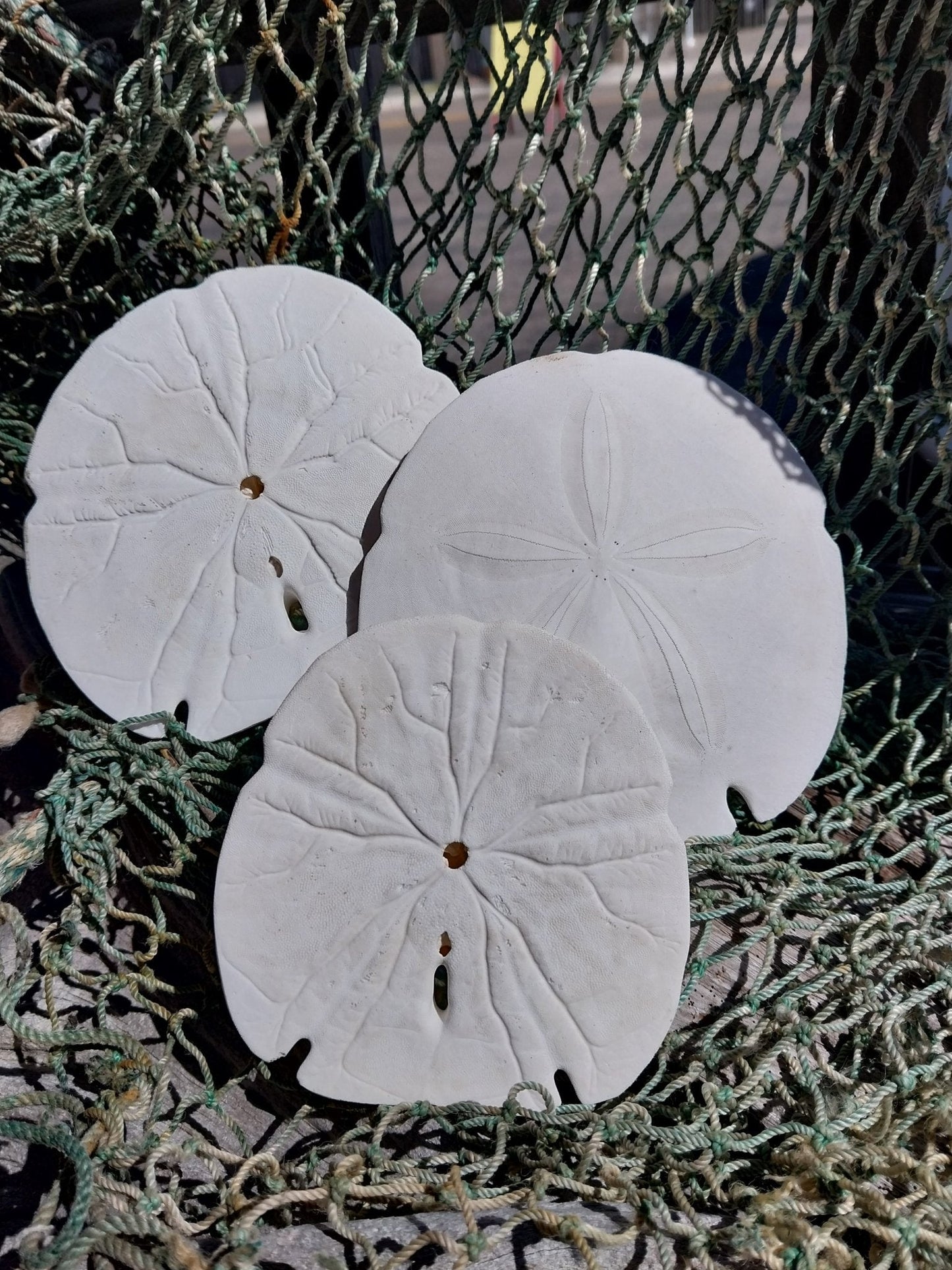 Arrowhead Sand Dollar- Four Sizes