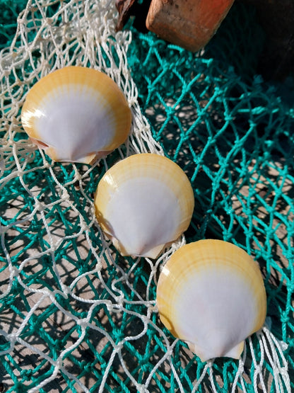 Edged Asian Moon/Sun Scallop Pairs