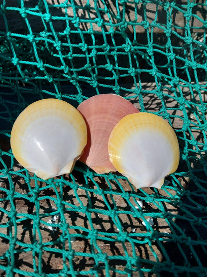 Edged Asian Moon/Sun Scallop Pairs