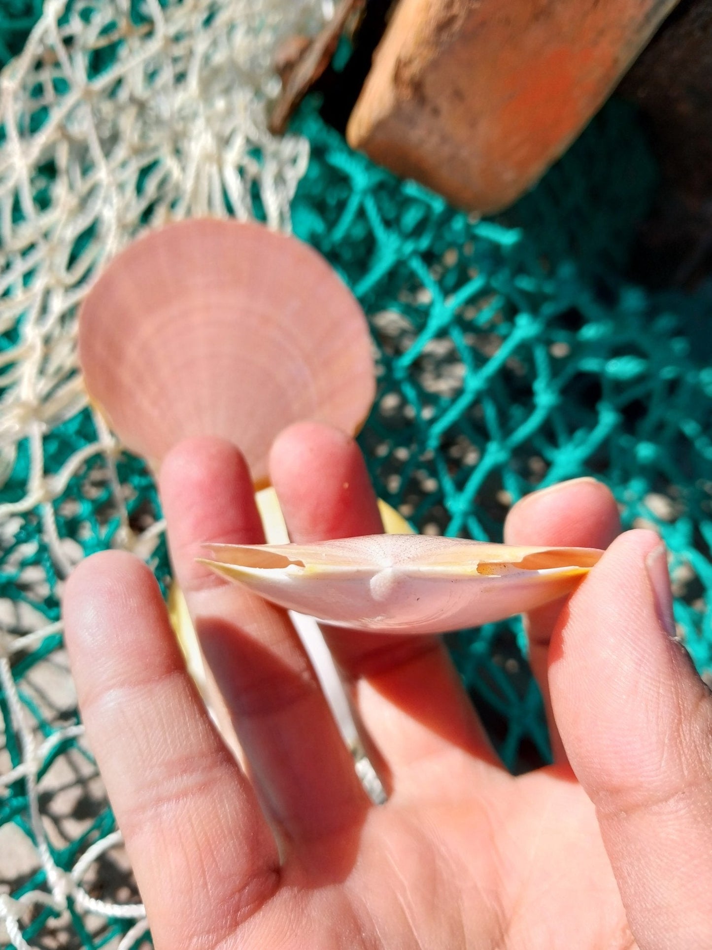 Edged Asian Moon/Sun Scallop Pairs