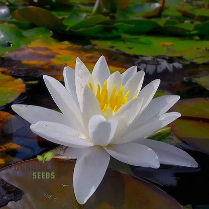 Asiatic White Lotus Seeds for Planting  All Seasons, Easy to Grow, Perfect for Gardening