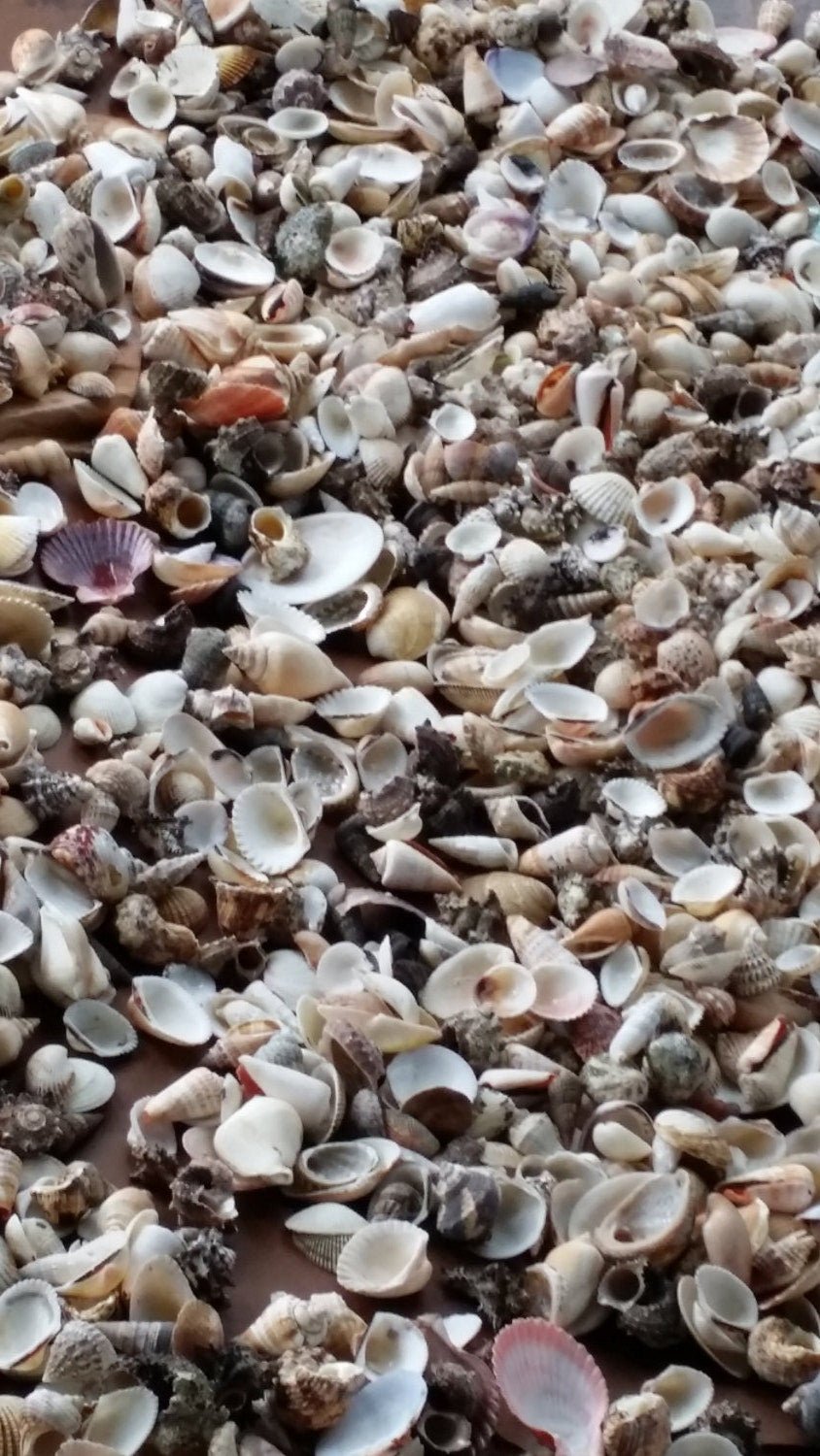 Assortment Mixed Shells Lot -Natural Seashell Mix