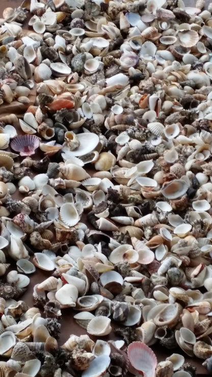 Assortment Mixed Shells Lot -Natural Seashell Mix