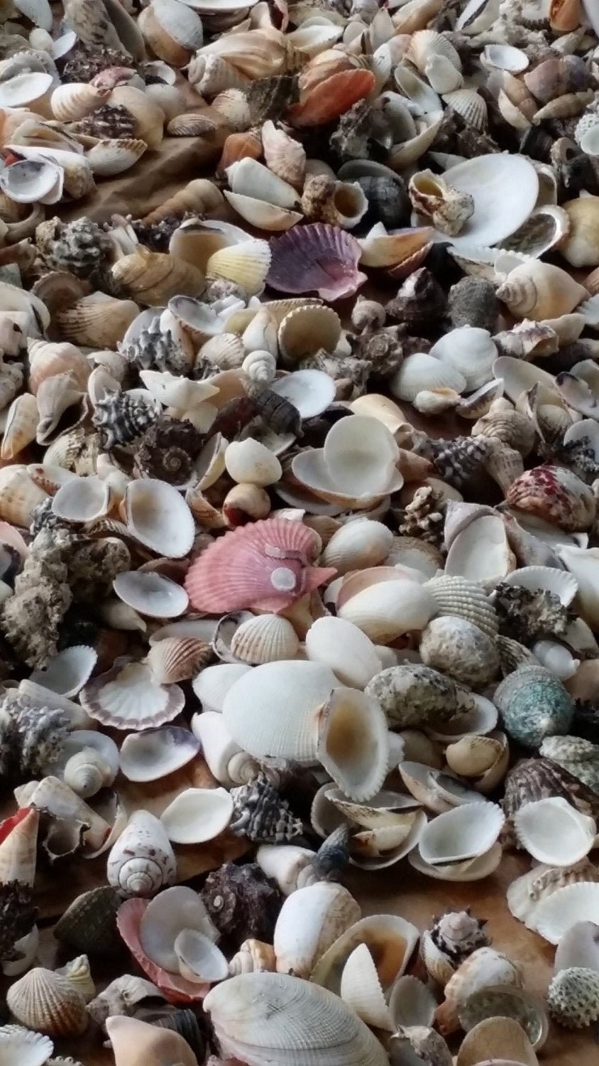 Assortment Mixed Shells Lot -Natural Seashell Mix
