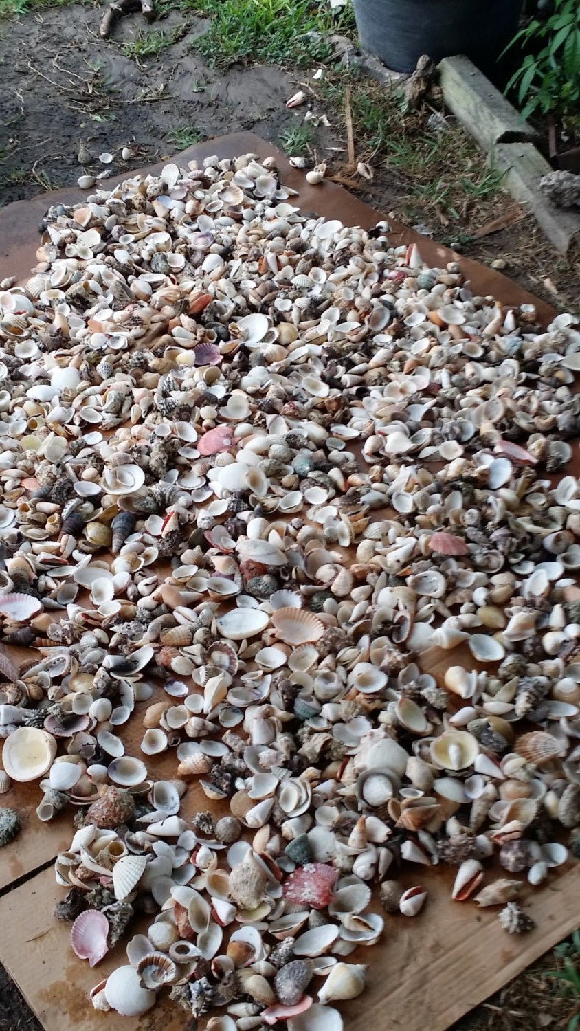 Assortment Mixed Shells Lot -Natural Seashell Mix