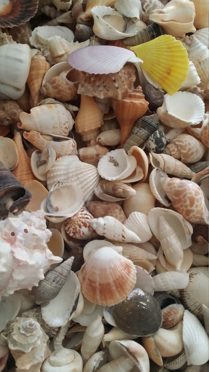 Assortment Mixed Shells Lot -Natural Seashell Mix