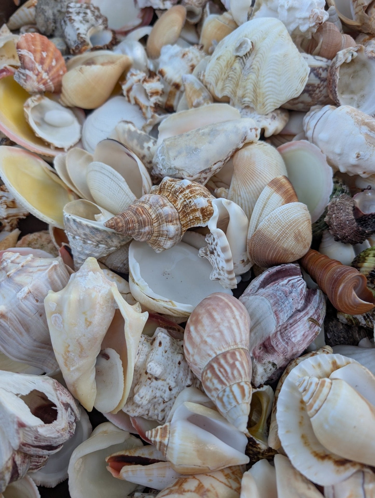 Assortment Mixed Shells Lot -Natural Seashell Mix