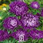 Milady Blue Aster – 50 Seeds