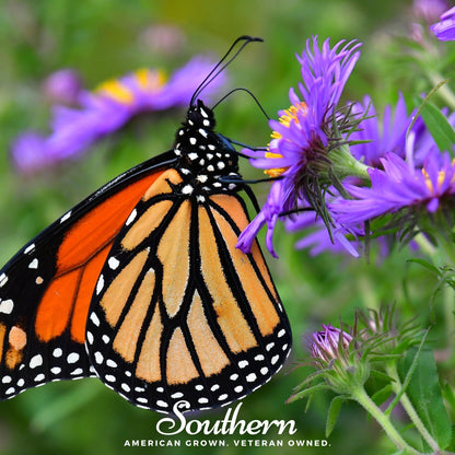 New England Aster – 200 Seeds