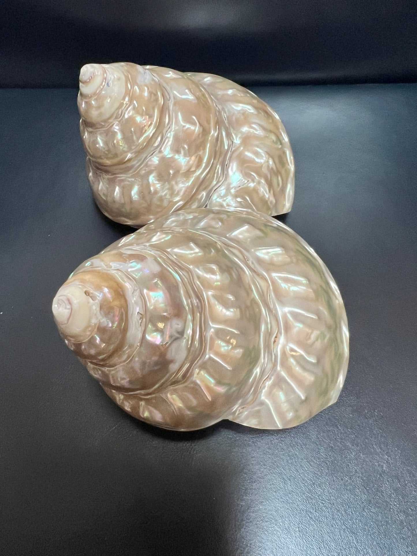 Astraea Undosa Shell with Champagne Under Tones( Grade A)