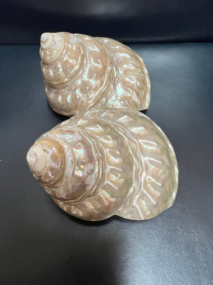 Astraea Undosa Shell with Champagne Under Tones( Grade A)