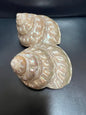 Astraea Undosa Shell with Champagne Under Tones( Grade A)