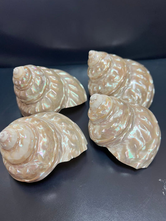 Astraea Undosa Shell with Champagne Under Tones( Grade A)